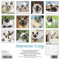 Willow Creek Press Siamese Cats Wall Calendar