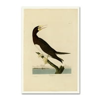 Zaštitni znak likovne umjetnosti 'Booby Gannetplate 207' Canvas Art Od Audubona